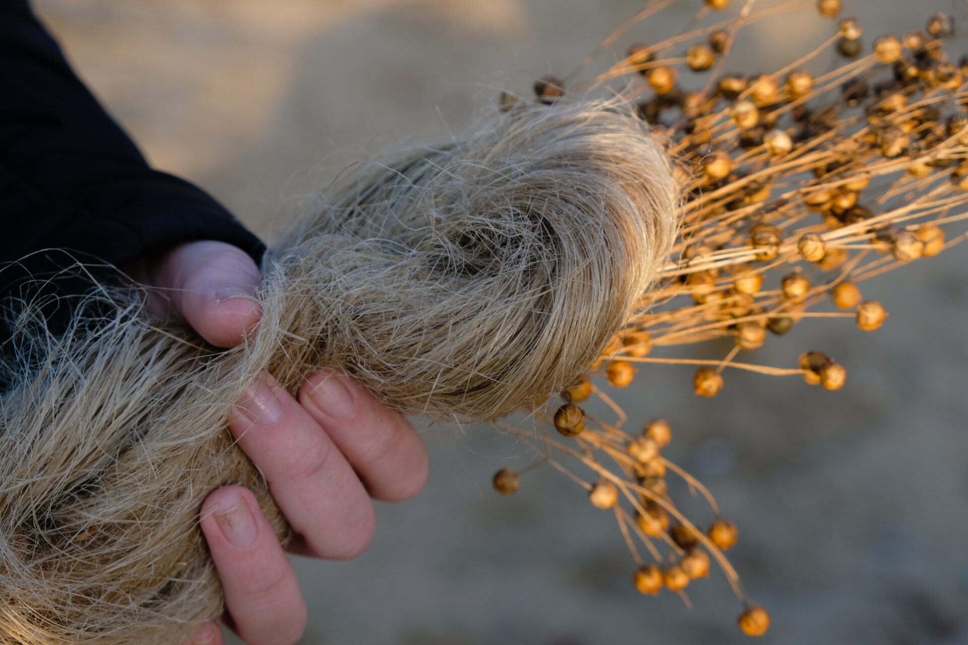 Collectieve inkoopactie: Natuurlijk isoleren - Natuurlijk ongekleurd vlas en droge vlaszaden liggen in hand